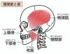顎の周辺にある筋肉を緩めることが痛みの改善に必要「顎関節症に伴う顎の痛みの改善には顎のマニピュレーションが効果的です」
