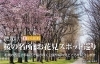 札幌で楽しむ桜名所 お花見スポット巡り まいぷれ 札幌市西区 札幌で楽しむ桜名所 お花見スポット巡り まいぷれ 札幌市西区