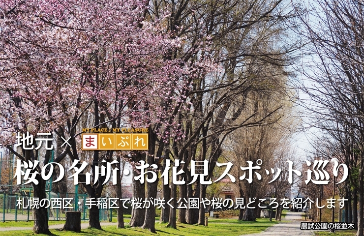 札幌で楽しむ桜名所 お花見スポット巡り まいぷれ 札幌市西区