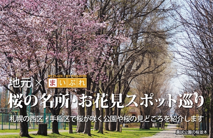 札幌で楽しむ桜名所 お花見スポット巡り まいぷれ 札幌市西区 札幌で楽しむ桜名所 お花見スポット巡り まいぷれ 札幌市西区