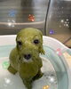 「可愛い子ちゃん♡ Dog salon mofu mofu 余市町」