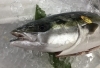 「魚魚市場鮮魚コーナーおすすめは「カンパチ・ヨコワ」です♪」
