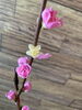 梅の花「〜3月お得エステ(盛りだくさん)〜」