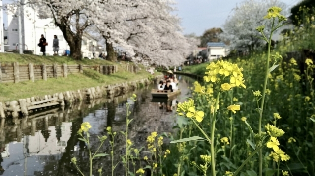 埼玉県川越市にある新河岸川（しんがしがわ）の桜の紹介。お花見スポットや開花時期