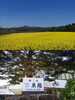 ↑菜の花畑　↓露天風呂もある温泉「まいぷれスタッフの休日〜北上・金ヶ崎〜」