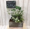 グリーンの寄せ植え「♬　ハイドロカルチャー　♬」
