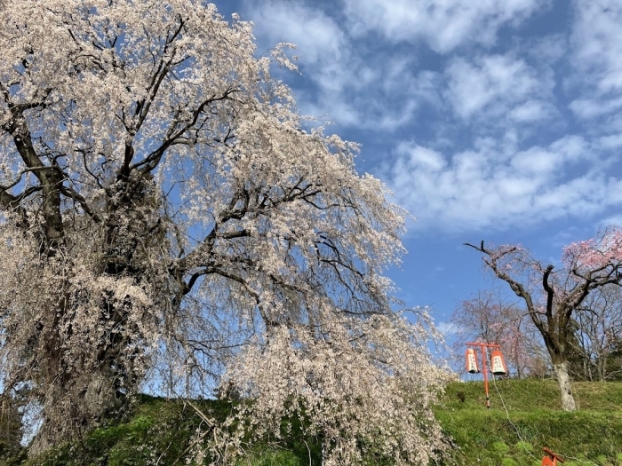 段部の枝垂れ桜　雲南市加茂町