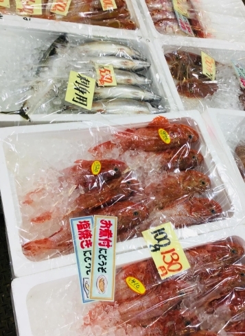 「西海物産館魚魚市場 鮮魚コーナーおすすめ商品は「牡蠣の特売」です！」