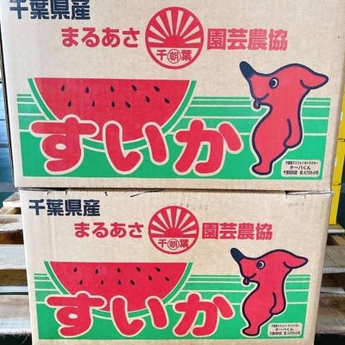 「今年も「丸朝(まるあさ)」の入荷が始まったよー！！ 千葉県産「丸朝すいか」。」