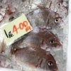 「西海物産館おすすめは「活ヒラス・ヤリイカ」です♪」
