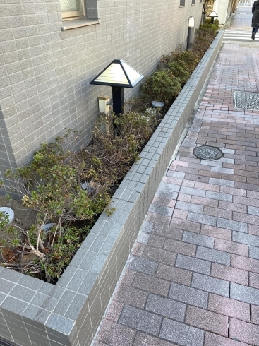 集合住宅 サツキの植え替え 磯子区 金沢区 植木 造園のご相談は庭一 庭一のニュース まいぷれ 横浜市磯子区 金沢区 集合住宅 サツキの植え替え 磯子区 金沢区 植木 造園のご相談は庭一 庭一のニュース まいぷれ 横浜市磯子区 金沢区