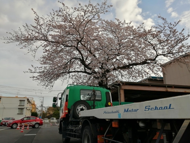 桜満開1「コースの桜も満開!!春です!!新１年生を守りましょう!!」