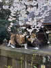 桜と猫、心癒される情景「三重塔を彩る桜が見頃です｜今週がラストチャンスのお花見散策」
