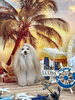 リズくん「サンセットビーチ🏖️＆サロン予約状況」