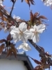 我が家の桜です「春の還元セール」