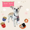 「Dog salon mofu mofu　余市町」