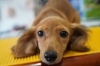 ダックス「子犬のご紹介(^^♪」