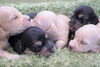 「ミニチュアダックス子犬情報」