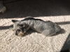 日向ぼっこの愛犬です。「七五三のお祝い・折詰は　あがわで…。」