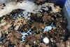 「魚魚市場鮮魚コーナーおすすめ商品は「ミル貝」です♪」