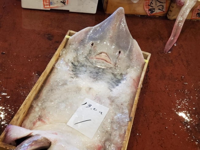 スーパーでは買えないお魚に出会えるかも？「卸売市場を体験しませんか？」