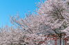 道成寺の桜(過去pic)「春はすぐそこ！「桜特集」」