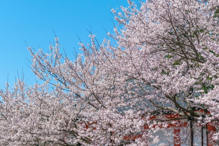 道成寺の桜(過去pic)「春はすぐそこ！「桜特集」」