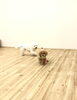 ハッピーちゃんとぱんちゃんボール追いかけっこ中「ましゅまろ幼稚園　(^.^)」