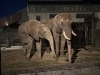 いつも以上かわいく見えます「#37.夜のアフリカゾウ🐘たち」