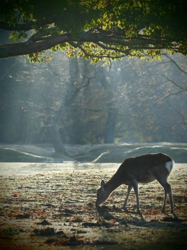 奈良の鹿３「早朝の奈良公園♪」