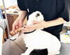 愛犬がリラックスできる環境「【小倉北区】ワンちゃんの“第二のおうち”picoputaさん2周年！」