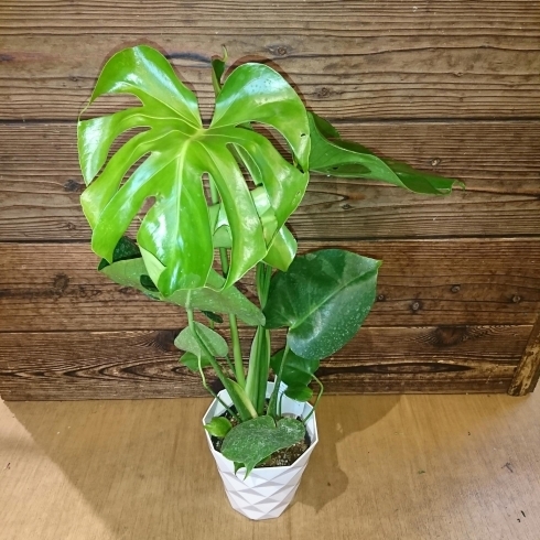 「観葉植物入荷しました」