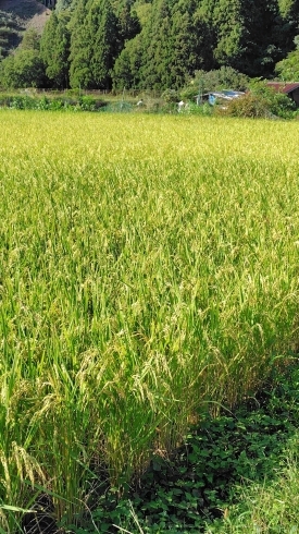稲穂を見ると落ち着きます。「帰省して秋を楽しむ」
