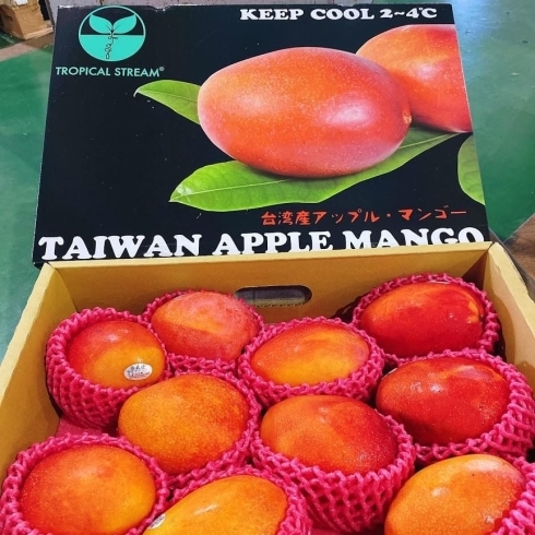 「台湾産の「アップルマンゴー」です♡」