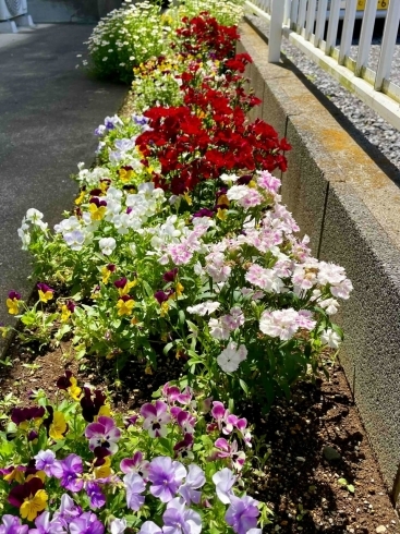 花壇のお花②「初夏のにこにこ😊　【白井市訪問介護・相談支援】」