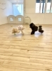 ボール持って来い中〜「ましゅまろ幼稚園」