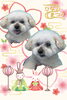 「Dog salon mofu mofu　余市町」