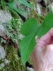 こんな葉っぱ食べてたね「ジャコウアゲハの幼虫」