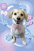 「Dog salon mofu mofu　余市町」