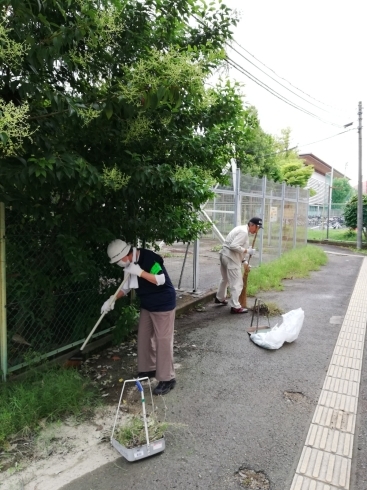 雑草の除去はこの時期が大切です「【清掃ボランティア活動】事務所・市役所・中町公園周辺を曇天模様ながら精力的に活動しました。」