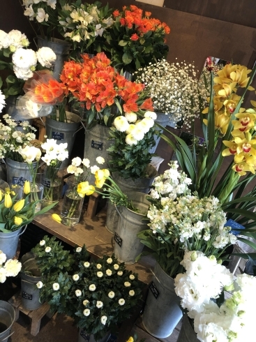船橋店もミモザ入荷しました 船橋のお花屋さん フラワーギフトが人気 芽ぶき屋 船橋店のニュース まいぷれ 船橋市 船橋店もミモザ入荷しました 船橋のお花屋さん フラワーギフトが人気 芽ぶき屋 船橋店のニュース まいぷれ 船橋市