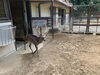 角切り前の「ながとも」「変身の秋」