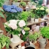 「【はなやホック皆生店】鉢が入荷しました！」
