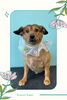 「Dog salon mofu mofu　余市町」