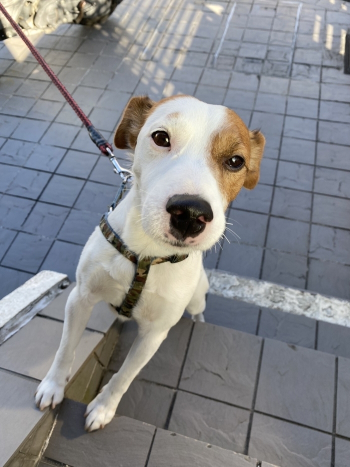 番外編 酵素風呂 らく さんの看板犬 ヒトメボレな 私 を作る まいぷれ京都西京区 南区 美容 健康特集 まいぷれ 京都市西京区 南区 番外編 酵素風呂 らく さんの看板犬 ヒトメボレな 私 を作る まいぷれ京都西京区 南区 美容 健康特集 まいぷれ 京都市西京区 南区