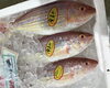 「魚魚市場鮮魚コーナーおすすめは「のどぐろ・ミミイカ」です」