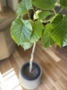 やさしげなハート型の葉っぱ♪「初心者にオススメ！ハートの葉っぱがかわいい【ウンベラータ】をgrowlabさんで発見！」