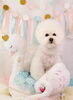 「Anniversary photo　(^O^)／」