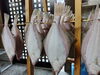 「📣本日のお魚情報🐟」