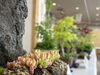 「希少で美しい山野草を展示中」